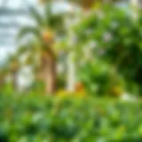 Lush greenery at Nursery Palm Jumeirah